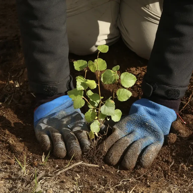 planting trees for sustainability