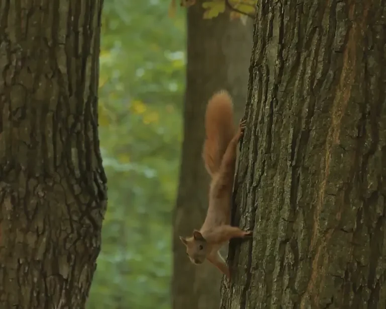 squirrel in trees | sustainable foundations